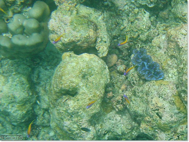 fische_194.jpg