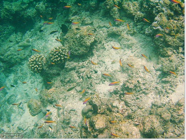 fische_195.jpg