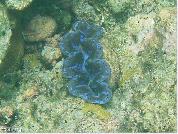fische_201.jpg