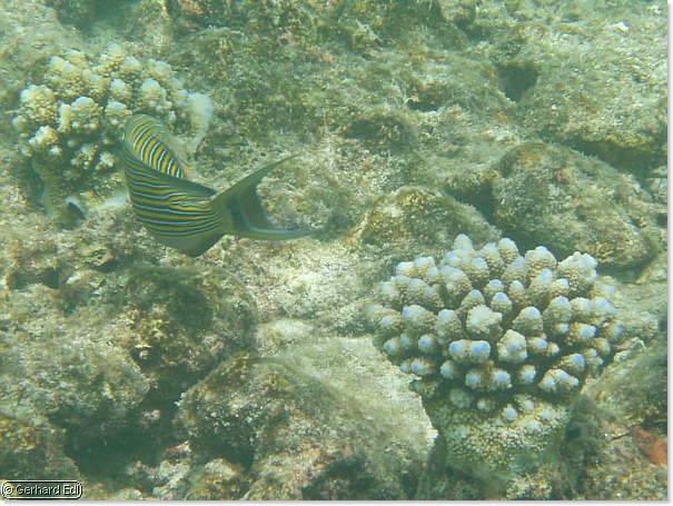 fische_230.jpg