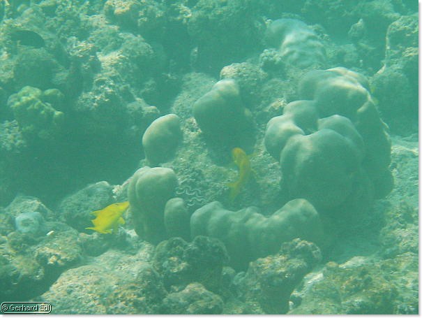fische_257.jpg