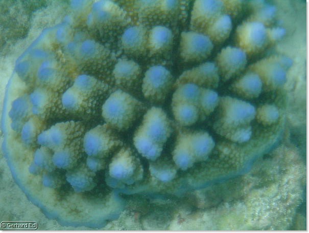 fische_268.jpg