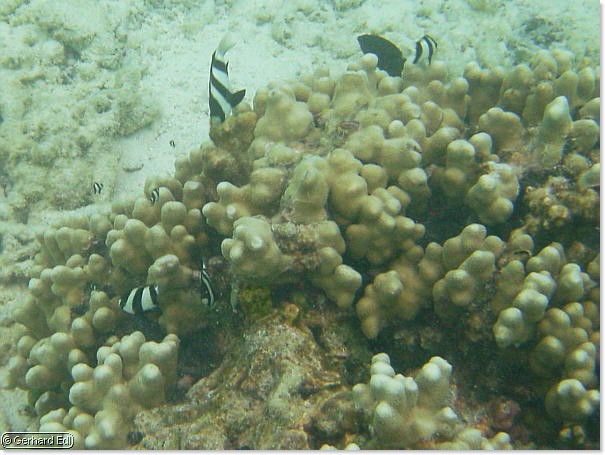 fische_281.jpg