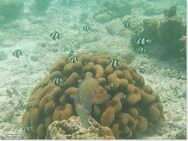fische_288.jpg