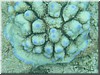 fische_096.jpg