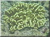 fische_111.jpg