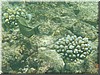 fische_230.jpg