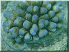 fische_268.jpg