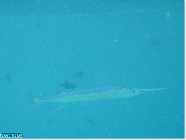 fische_291.jpg