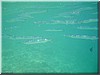 fische_211.jpg