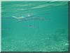 fische_220.jpg