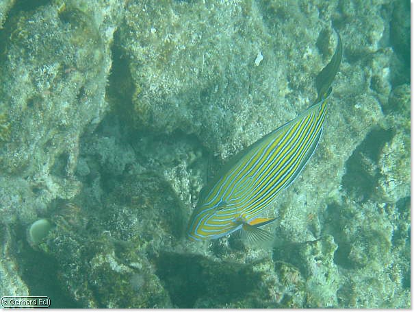 fische_239.jpg