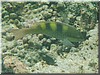 fische_079.jpg