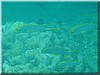 fische_226.jpg