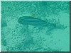 fische_234.jpg