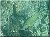 fische_239.jpg