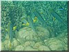 fische_299.jpg