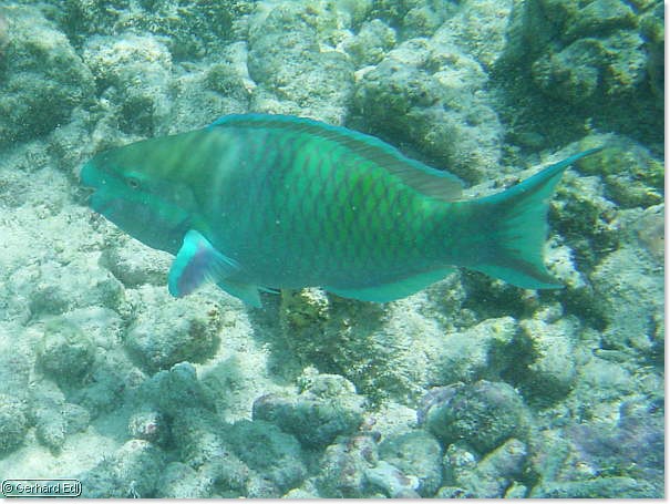 fische_040.jpg