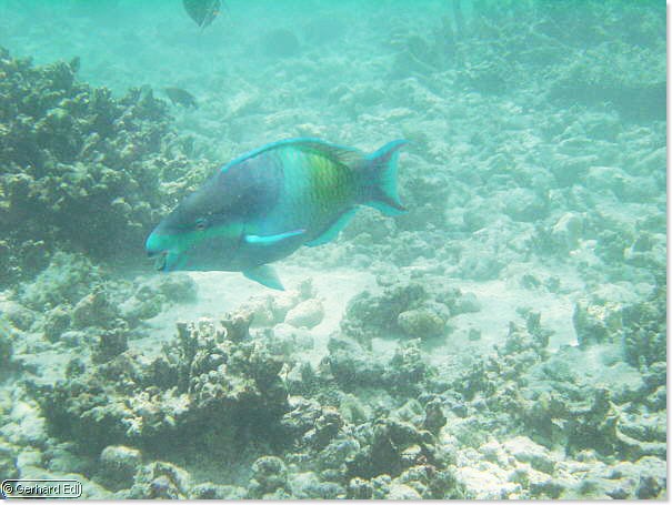 fische_041.jpg