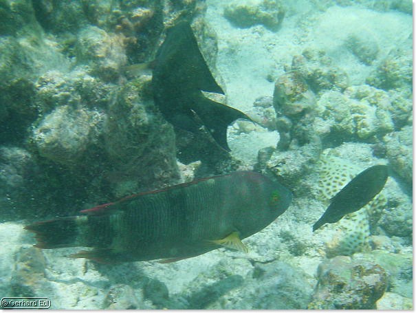 fische_046.jpg