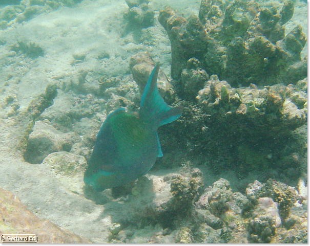 fische_055.jpg