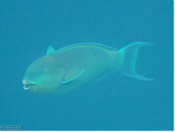 fische_209.jpg
