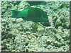 fische_026.jpg