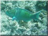 fische_040.jpg