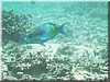 fische_041.jpg