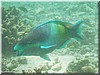 fische_042.jpg