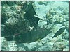fische_046.jpg