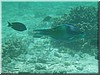 fische_050.jpg