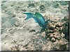 fische_053.jpg