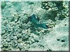 fische_054.jpg