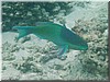 fische_057.jpg