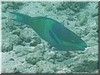 fische_067.jpg