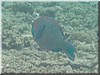 fische_095.jpg