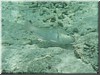 fische_141.jpg
