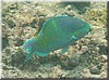 fische_142.jpg