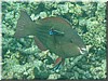 fische_165.jpg