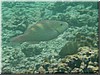 fische_178.jpg