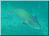 fische_199.jpg