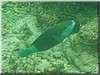 fische_210.jpg