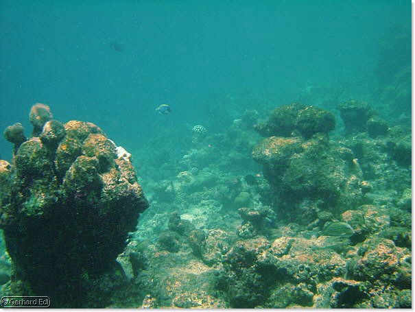 fische_022.jpg