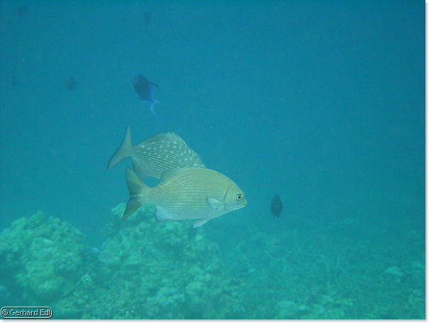 fische_163.jpg