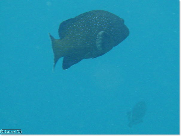 fische_164.jpg
