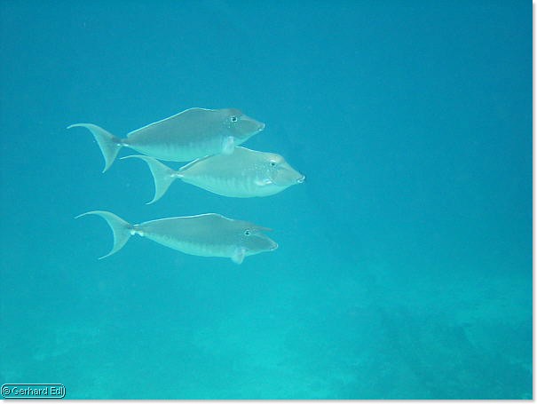 fische_167.jpg