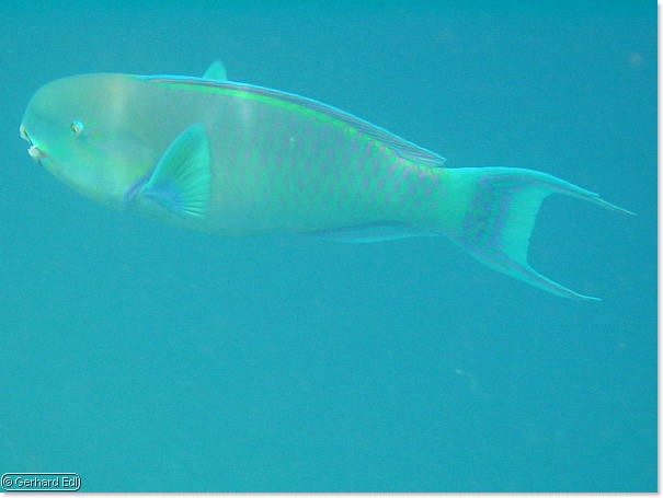 fische_204.jpg
