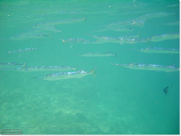 fische_211.jpg