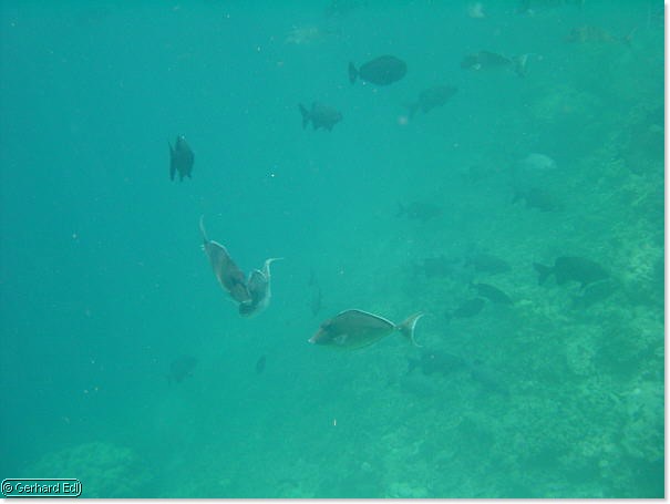 fische_221.jpg
